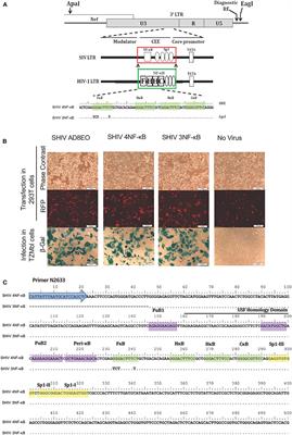 NF-κB Duplications in the Promoter-Variant HIV-1C LTR Impact Inflammation Without Altering Viral Replication in the Context of Simian Human Immunodeficiency Viruses and Opioid-Exposure